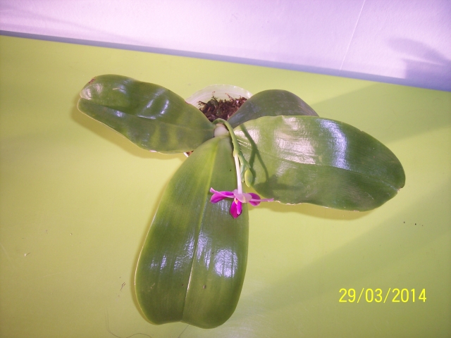 Phalaenopsis bellina x violacea indigo (Samera) (2014) 14032909104216852212106399