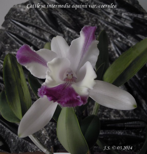 Cattleya intermadia aquinii var. coerulea 14033110101611420012113441