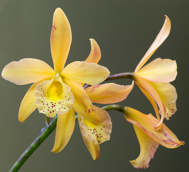 Cahuzacara (Brassolaeliocattleya) Lucerito de Oro 'Bullion'_web