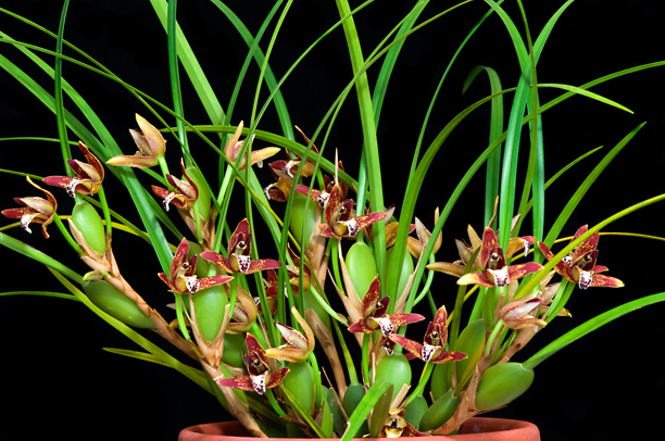 Maxillariella tenuifolia 14040510302516446812125471