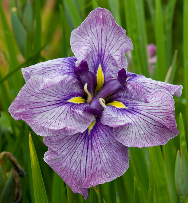 Iris ensata Celestial Emperor_web