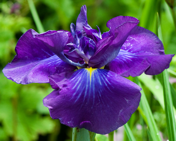 Iris ensata Diomedes 3_web