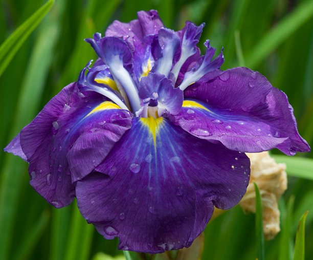Iris ensata Diomedes 2_web