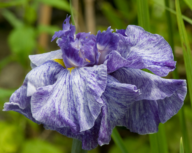 Iris ensata Dalle Whitewater 3_web