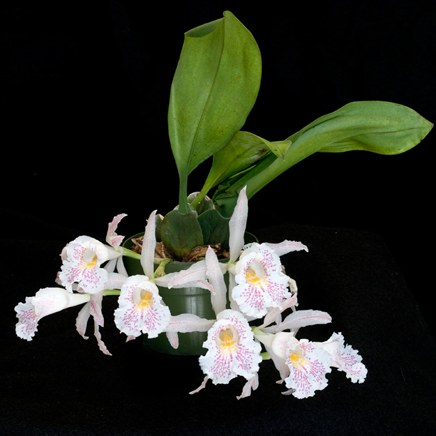 Trichopilia suavis_web2