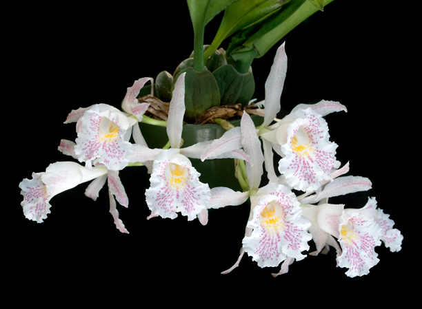 Trichopilia suavis 2_web2