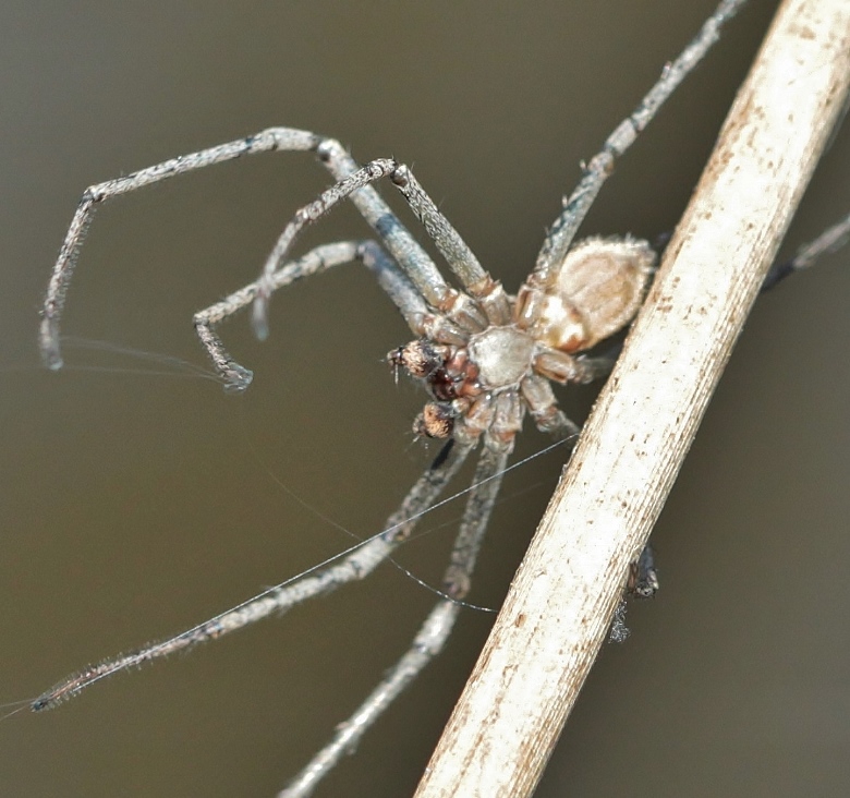 Araignée bleu gris [Philodromus sp.] 140406093441999812128696