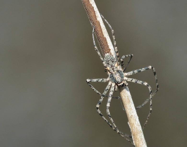 Araignée bleu gris [Philodromus sp.] 140406093800999812128707