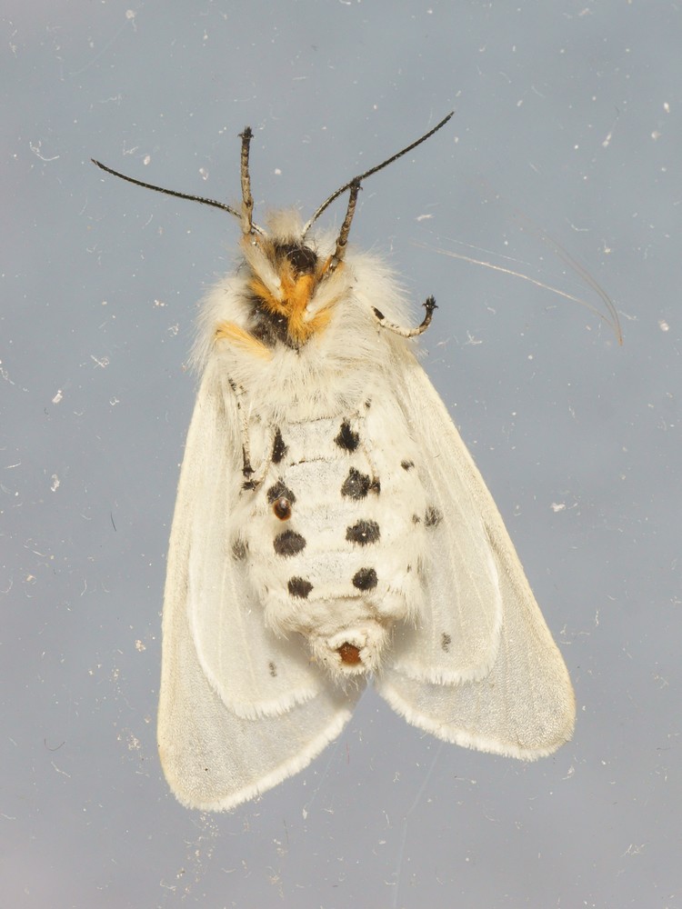 NB06361R1.h300-100r49.4 - Diaphora mendica (l'&Eacute;caille mendiante) [Erebidae - L&eacute;pidopt&egrave;res - Insectes] - imago (F ; Laa = 19 mm ; Lc = 16,5 mm ; &Eacute;+0j ; v. ventr.) - ER.589