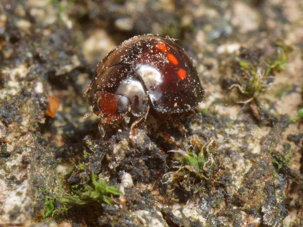 NB05456R1.+30&deg;b160-100r485.4 - Chilocorus bipustulatus [Coccinellidae - Col&eacute;opt&egrave;res - Insectes] - imago (3,2 x 2,6 mm ; v. front.), sous &eacute;corce (kaki) - jardin
