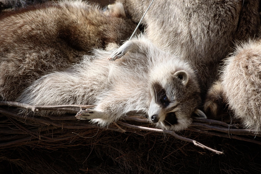 140223_ZooBeauval_026