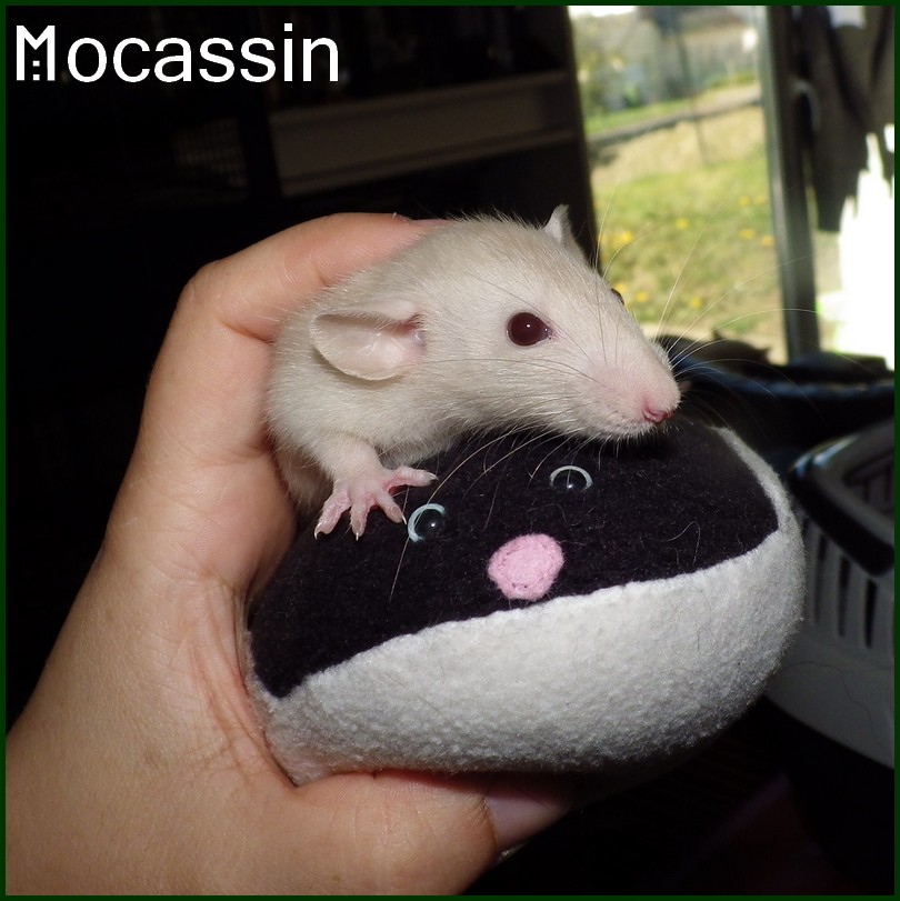 Mocassin