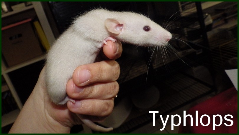 Typhlops (3)