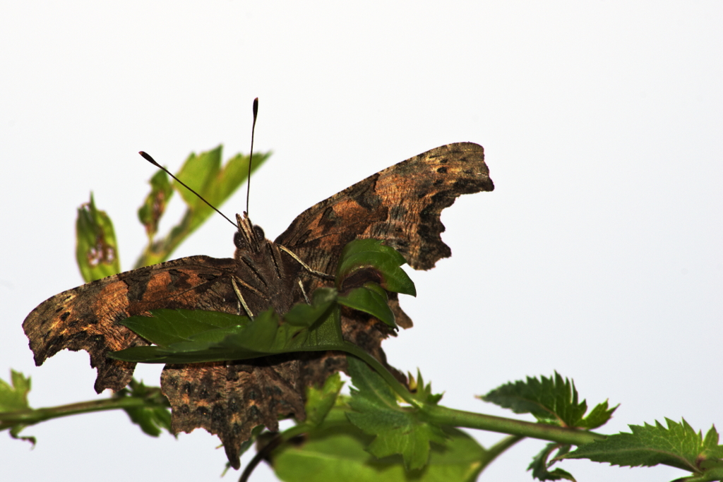 _DFG8646-1 papillon - sentier nature Beaugency