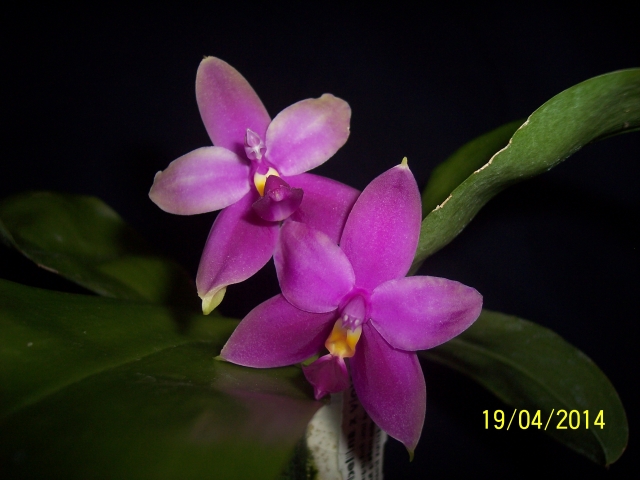 Phalaenopsis bellina x violacea indigo (Samera) (2014) 14042001095616852212163284
