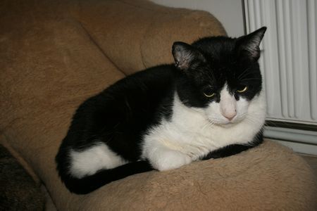 Rominet, adorable chat noir et blanc, né vers 2005 - Page 2 140426113909202012180279