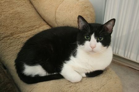 Rominet, adorable chat noir et blanc, né vers 2005 - Page 2 140426113910202012180280