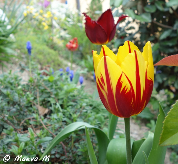 tulipes 2013 - 2014 - Page 9 14043002585816761412192938