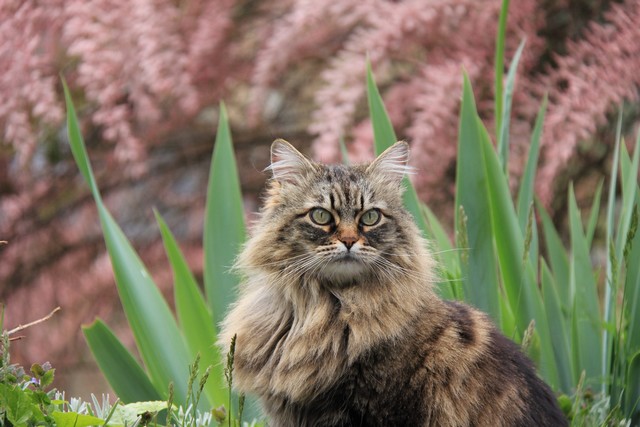 1%20er%20mai%202014%20640p%200009