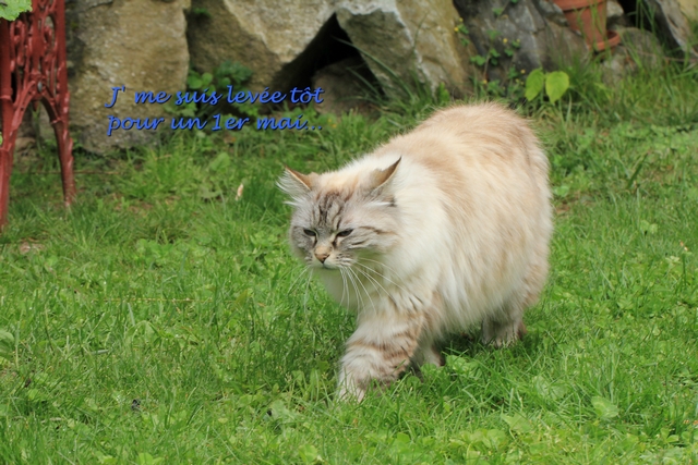 1%20er%20mai%202014%20640p%200002