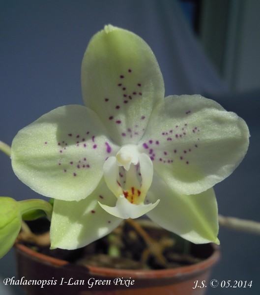 Phalaenopsis I-Lan Green Pixie 14050310124011420012202393