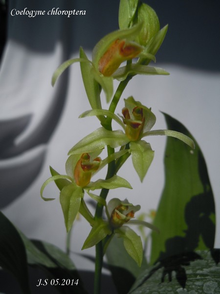 Coelogyne chloroptera 14050311090111420012202578