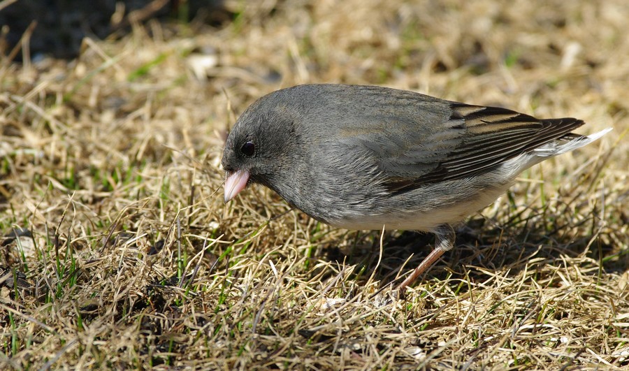 juncos  14050802394212902212218229