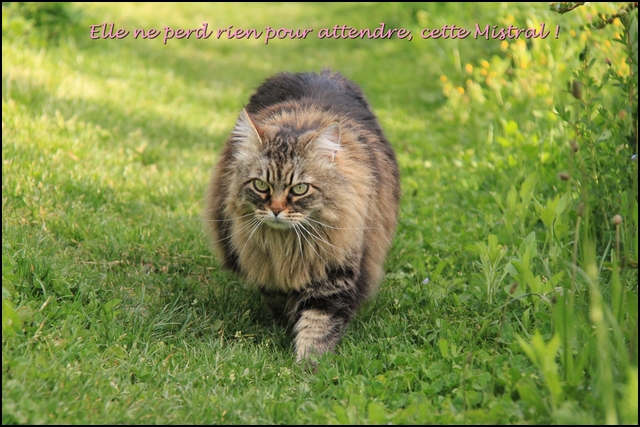 Mistigrette%20vs%20Mistral1