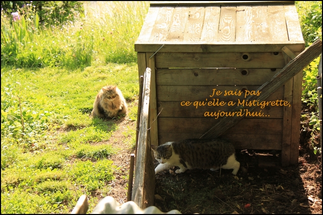 Mistigrette%20vs%20Mistral2