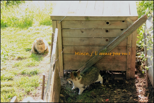 Mistigrette%20vs%20Mistral3