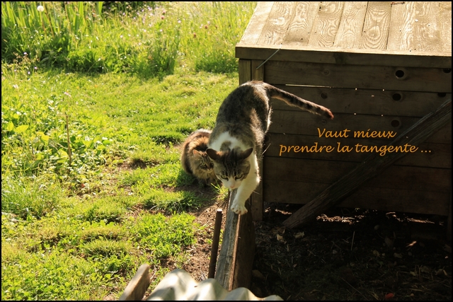 Mistigrette%20vs%20Mistral4