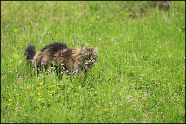 Mistigrette%20vs%20Mistral6