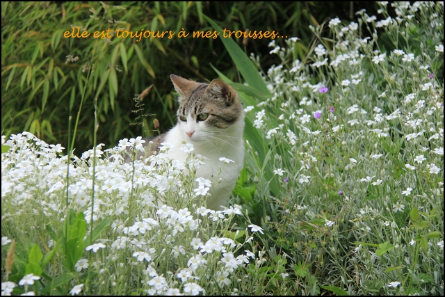 Mistigrette%20vs%20Mistral7