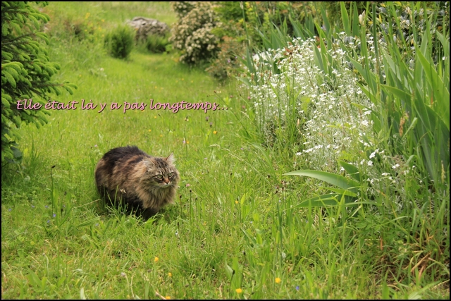 Mistigrette%20vs%20Mistral9