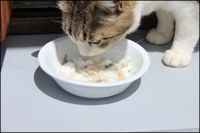 Mistigrette%20vs%20Mistral13