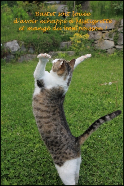 Mistigrette%20vs%20Mistral15