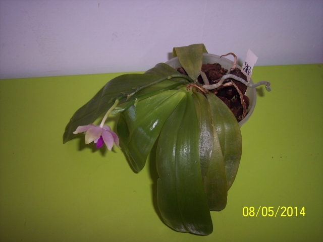 Phalaenopsis Sulaceous (équivalent x gersenii) (2014) 14051008585916852212225251