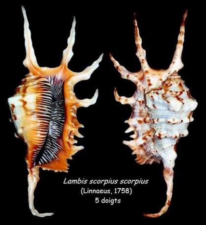 Lambis scorpius (Linnaeus, 1758) - Page 2 14051211390114587712232762