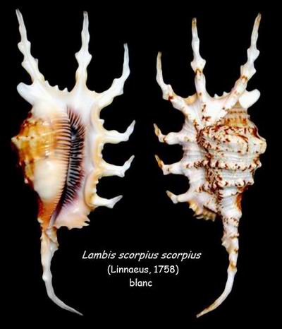 Lambis scorpius - (Linnaeus, 1758) - Page 2 14051211391214587712232767