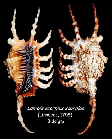 Lambis scorpius - (Linnaeus, 1758) - Page 2 14051211391614587712232770