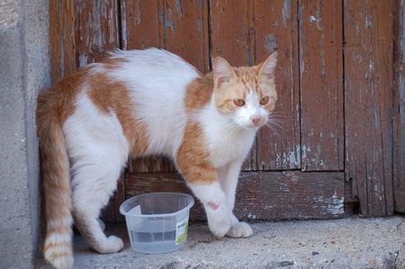 Jeune chat roux et blanc, cherche une famille d'accueil --> va chez NAT24, merci ! 140517121015202012243797