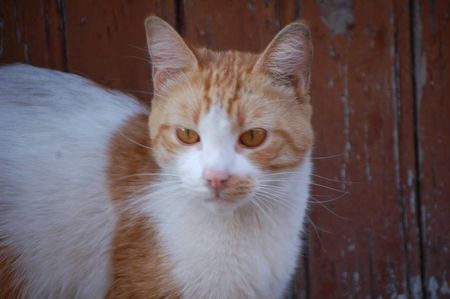 Jeune chat roux et blanc, cherche une famille d'accueil --> va chez NAT24, merci ! 140517121016202012243798