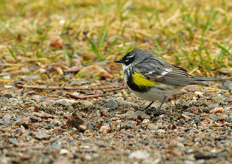 paruline à croupion jaune  14051901055512902212248398