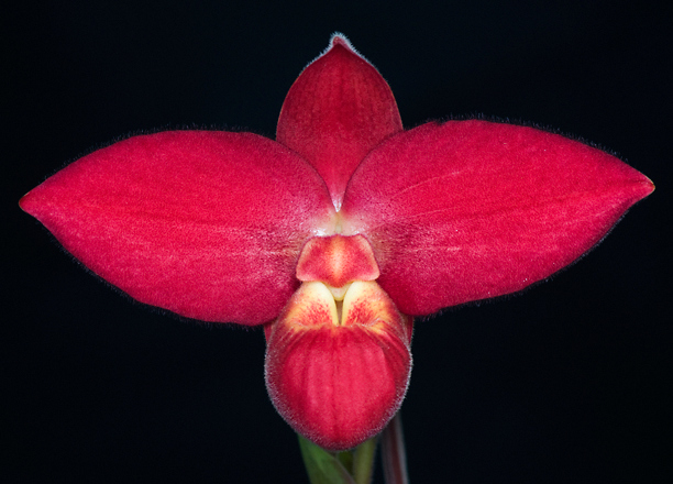 La ploïdie des orchidées, illustrée par Lise (Erythrone) 14052001430516446812251434