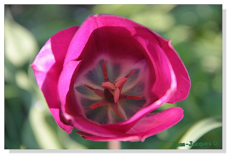 Coeur de tulipe 001