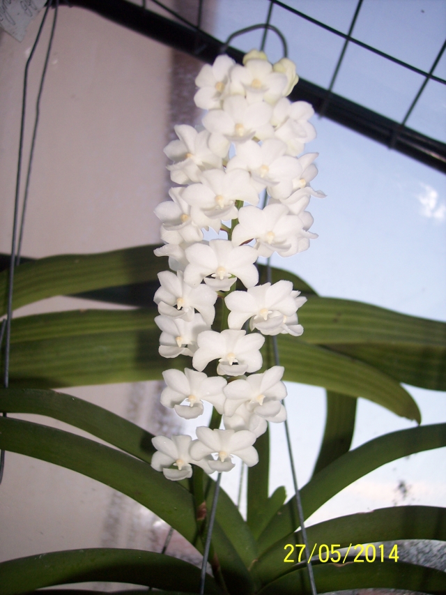 Rhynchostylis coelestis alba 14052709221116852212270962