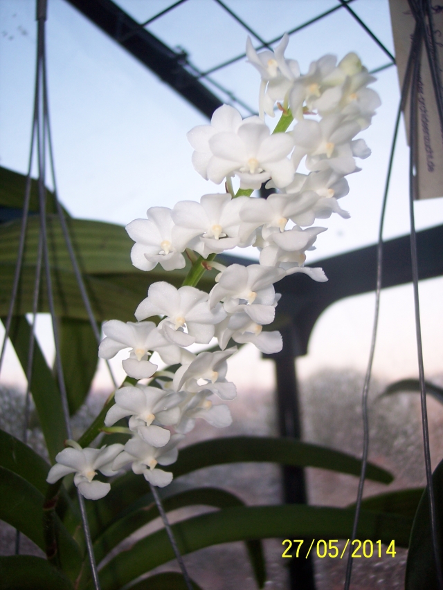 Rhynchostylis coelestis alba 14052709222716852212270963