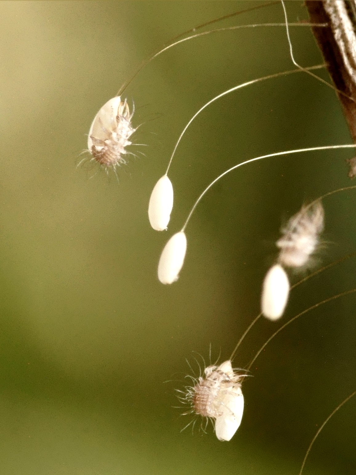 NA05530R2-h155r49.4 - .. .. (..) [Chrysopidae - N&eacute;vropt&egrave;res - Insectes] - n&eacute;onates (Nb. env. 18 ; Lc = 1 mm) sur gen&ecirc;t  - ER.379