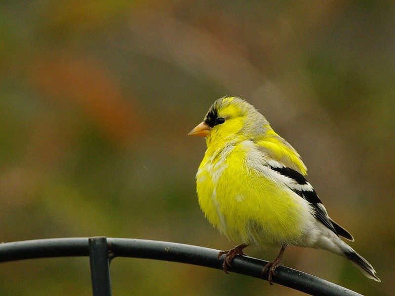 chardonneret jaune   14060302230512902212286876