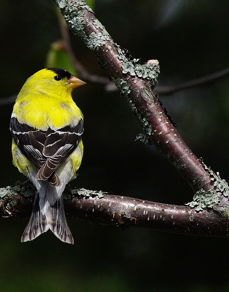 chardonneret jaune    14060802055012902212299098